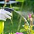 Fungicida Defensor Pronto Uso Forth 500ml para Plantas - Imagem 5