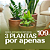 Muda de Comigo Ninguém Pode 40cm Planta Decoração Interna - Imagem 2
