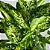 Muda de Comigo Ninguém Pode 40cm Planta Decoração Interna - Imagem 3