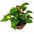 Muda da Planta Jibóia 40cm com Cuia para Decoração Interna - Imagem 1