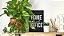 Muda da Planta Jibóia 40cm com Cuia para Decoração Interna - Imagem 5