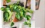 Muda da Planta Jibóia 40cm com Cuia para Decoração Interna - Imagem 4