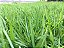 Semente de Grama Bermuda 4g Folha Fina Gramados Campo Verde - Imagem 2