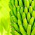 Adubo Fertilizante P/ Árvore Frutífera NPK Forth Frutas 3kg - Imagem 4