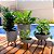Kit 4 Vasos para Plantas com Tripé de Madeira - Imagem 3