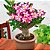 Adubo Fertilizante Mineral P/ Rosas Do Deserto NPK Forth 3kg - Imagem 3