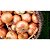 Sementes De Cebola Bola Precoce Sem Agrotóxicos - Isla - Imagem 7