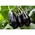 Sementes De Berinjela Preta Comprida 100% Natural - Isla - Imagem 4