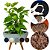 Kit Vaso Bacia Plantas 32cm + Muda de Jibóia Verde + Substrato - Imagem 1