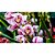 Adubo Orgânico Para Manutenção De Orquídeas Forth 500ml - Imagem 6