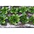 Adubo Mineral Farinha De Ossos Da Maxgreen P/ Plantas - Imagem 2