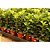 Muda De Ficus Lyrata 50cm para Decoração Interna - Imagem 5