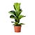 Muda De Ficus Lyrata 50cm para Decoração Interna - Imagem 3
