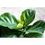 Muda De Ficus Lyrata 50cm para Decoração Interna - Imagem 6