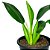Muda De Pacová 50cm Planta Decoração Interna - Imagem 4