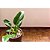 Muda De Pacová 50cm Planta Decoração Interna - Imagem 3