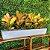 Jardineira para Hortas Floreira de Polietileno para Plantas - Imagem 2