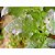 Fungicida Cobre Forth Pronto Uso 500ml para Manchas Foliares - Imagem 5