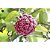 Flor de Cera Grande Pote 21 Decoração Externa - Imagem 3