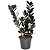 Zamioculca Black Preta Exótica Decoração Interna - Imagem 1