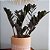 Zamioculca Black Preta Exótica Decoração Interna - Imagem 4