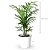 Palmeira Chamaedorea Elegans Pote 11 Folhagem Dentro de Casa - Imagem 8