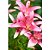 Adubo para Flores 3kg Forth Jardim Fertilizante NPK 06-18-12 - Imagem 5