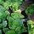 Adubo para Hortaliças 3Kg Forth Jardim para Horta e Temperos - Imagem 4