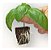 Adubo Enraizador Concentrado 500ml Fertilizante Raiz Forth - Imagem 3