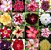 Substrato 40 Litros para Rosa do Deserto Terra Vegetal 20kg - Imagem 2