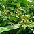 Mata Mato Karpir 7,5ml Concentrado Herbicida Seletivo Faz 5L - Imagem 3