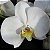 Adubo NPK Foliar Concentrado Forth Orquídeas Manutenção 60ml - Imagem 2
