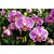 Adubo Fertilizante Forth Orquídeas Floração NPK 09.45.15 Linha Peters 100g - Imagem 2