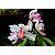 Adubo Fertilizante Forth Orquídeas Floração NPK 09.45.15 Linha Peters 100g - Imagem 3