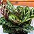 Muda de Maranta Makoyama Pote 12 Planta Decoração Interna - Imagem 3