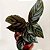 Muda de Maranta Calathea Ornata Pote 12 Decoração Interna - Imagem 4