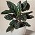 Muda de Maranta Calathea Ornata Pote 12 Decoração Interna - Imagem 2