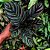 Muda de Maranta Calathea Ornata Pote 12 Decoração Interna - Imagem 3