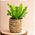 Muda de Asplênio Crispy Pendente 40cm Decoração Interna - Imagem 5