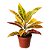 Muda de Cróton Petra Pote 14 Planta Colorida de Área Externa - Imagem 1