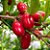 Muda de Fruta do Milagre Pote 15 Área Externa - Imagem 5