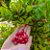 Muda de Fruta do Milagre Pote 15 Área Externa - Imagem 4