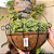 Vaso de Parede Fibra de Coco Plantas Meio Vaso 25, 30 e 35cm - Imagem 3