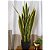 Muda de Espada de São Jorge Variegata 90cm Interna/Externa - Imagem 3