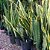 Muda de Espada de São Jorge Variegata 90cm Interna/Externa - Imagem 7