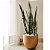 Muda de Espada de São Jorge Variegata 90cm Interna/Externa - Imagem 4