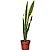 Muda de Espada de São Jorge Variegata 90cm Interna/Externa - Imagem 1