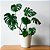 Costela de Adão Muda Monstera Planta 50cm Decoração Interna - Imagem 4
