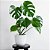 Costela de Adão Muda Monstera Planta 50cm Decoração Interna - Imagem 5