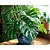 Costela de Adão Muda Monstera Planta 50cm Decoração Interna - Imagem 6